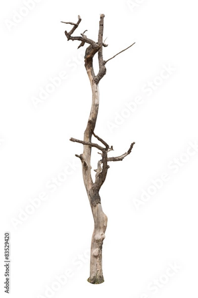 Fototapeta Dead tree isolated on white background