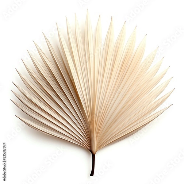 Fototapeta Beautiful minimal art piece featuring a single palm leaf. Be a symbol of peace and tranquility, and the neutral colors make it perfect to any home or office.