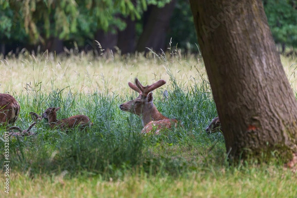 Fototapeta A herd of Mouflon - Ovis musimon and Sika deer - Cervus nippon are on a meadow in the grass.