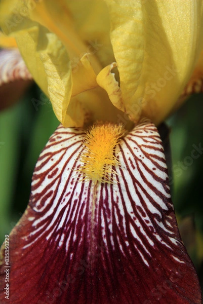 Fototapeta Close up of vinous and yellow iris petal with stamen