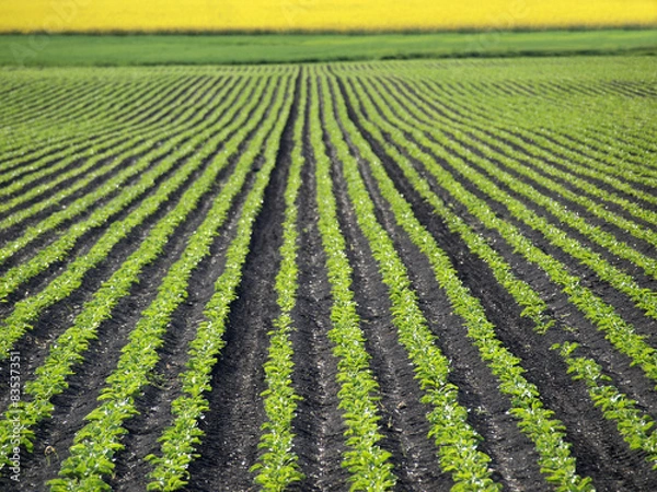 Obraz Sugar beet field