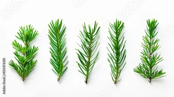 Obraz Green Pine Needles on White Background, Generative AI