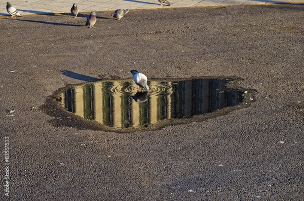 Obraz Taube trinkt aus einer Pfütze 01