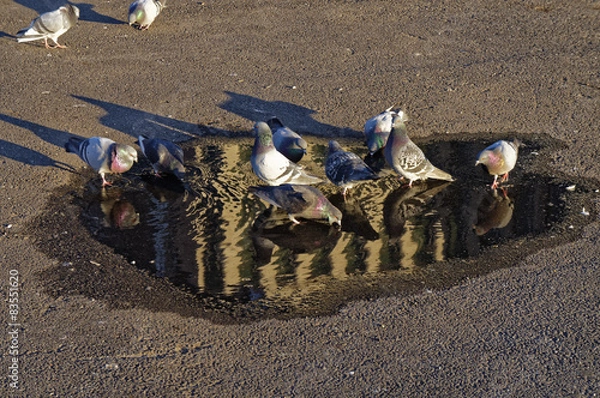 Obraz Taube trinkt aus einer Pfütze 03
