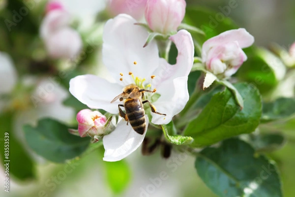 Obraz Blossoming apple tree