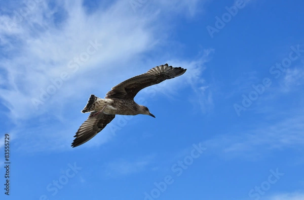 Obraz Gaviota volando