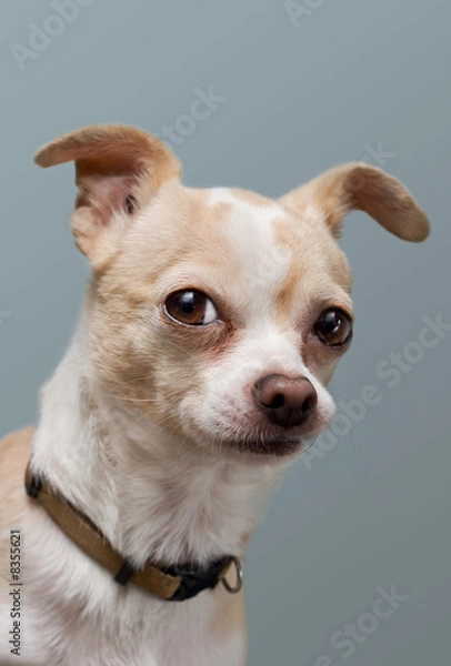 Obraz Ciekawy Chihuahua Z Perked Uszy