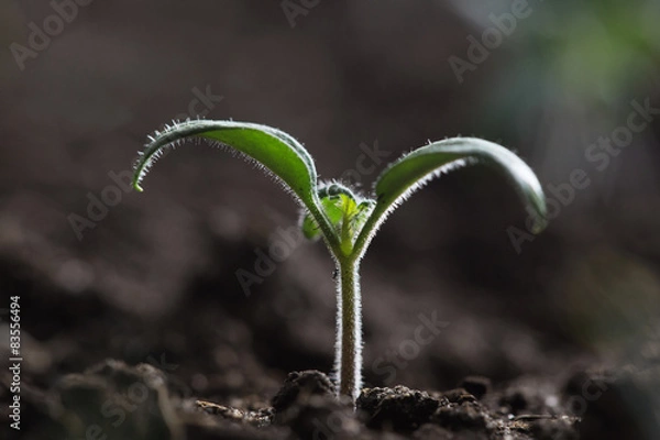Fototapeta tomato seedling