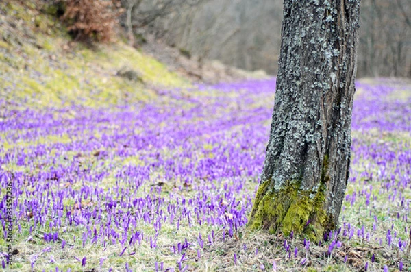 Fototapeta Crocus field with tree