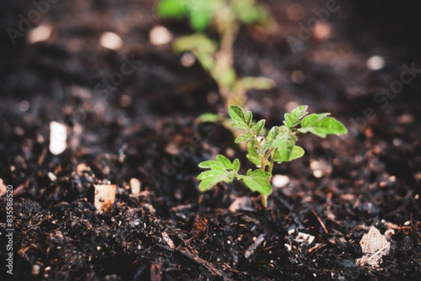 Fototapeta Sprout of tomato for gardening and composting concept.