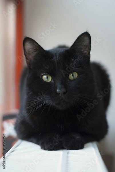 Obraz Black cat close-up