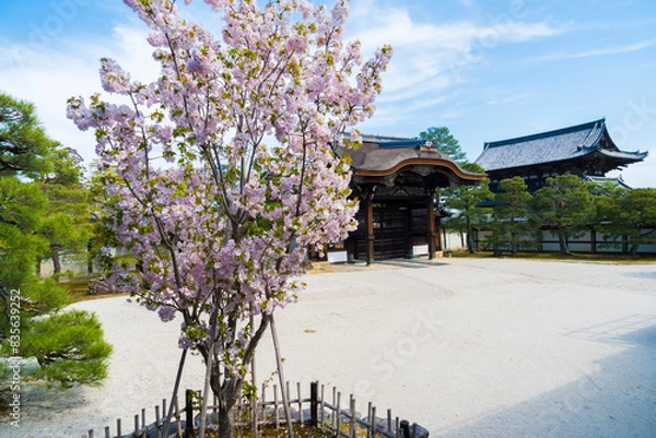 Obraz 京都　仁和寺の勅使門と桜