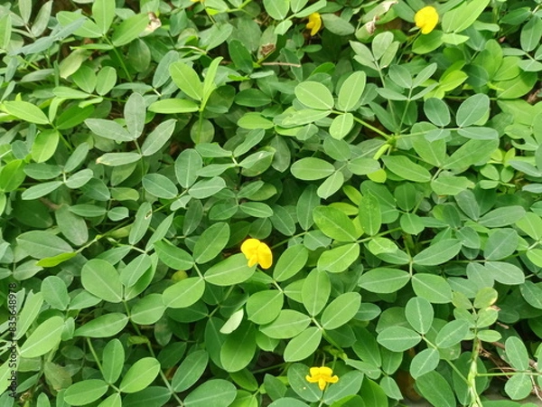 Fototapeta Small green leaves and little yellow flowers add to the beauty of a garden

