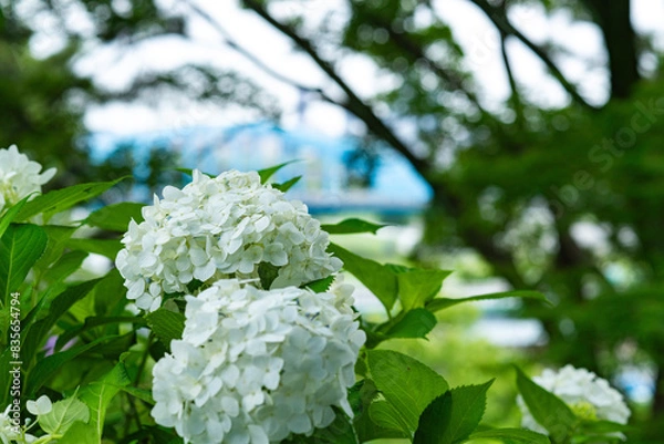 Obraz 多摩川台公園の紫陽花