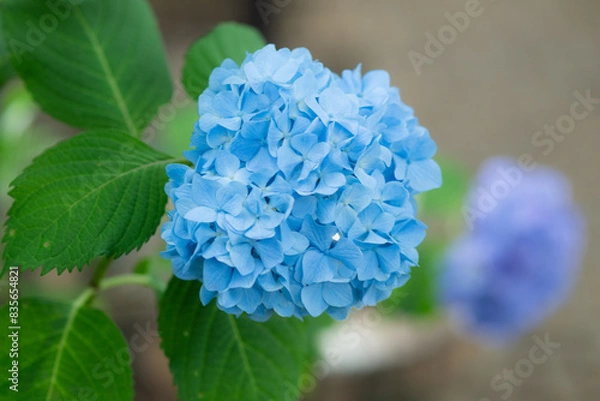 Obraz 多摩川台公園の紫陽花