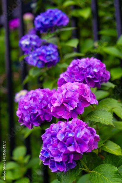 Fototapeta 紫陽花