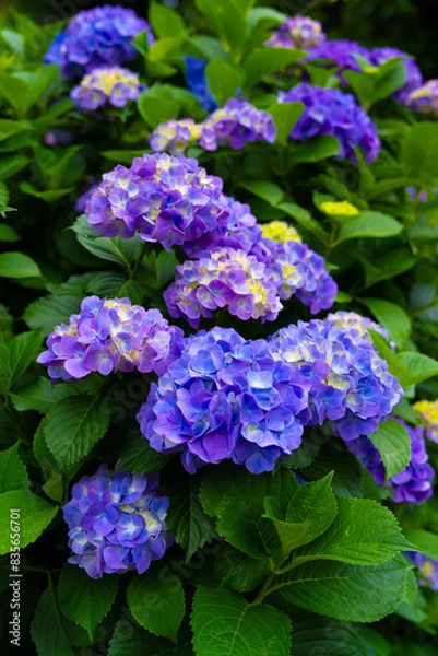 Fototapeta 紫陽花