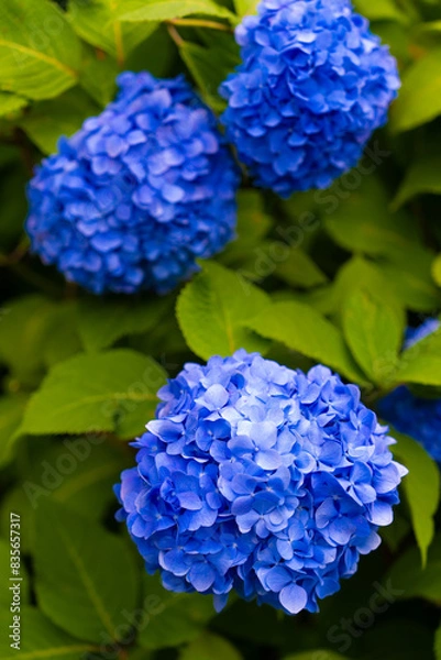 Fototapeta 紫陽花