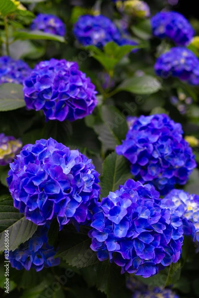 Obraz 紫陽花