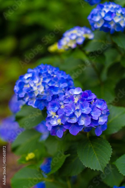 Fototapeta 紫陽花