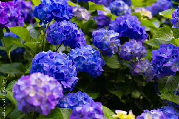 Fototapeta 紫陽花