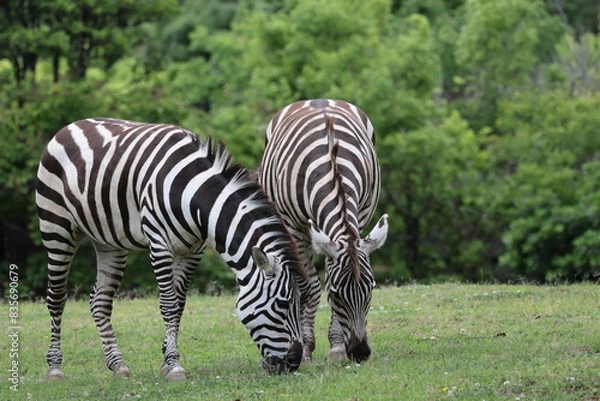 Fototapeta シマウマ