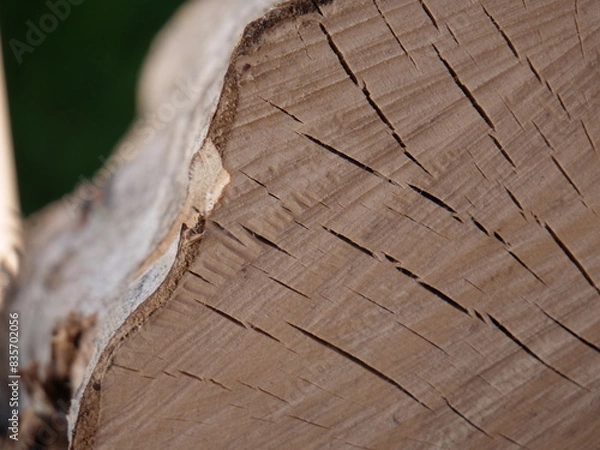 Obraz Wood texture background 