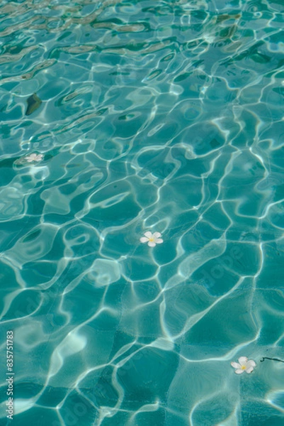 Fototapeta Clear turquoise water with floating white flowers
