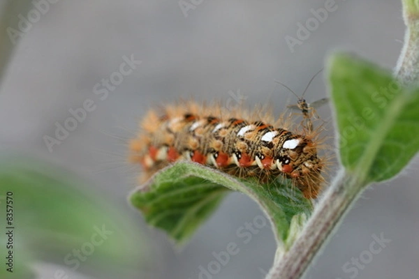 Fototapeta Raupe
