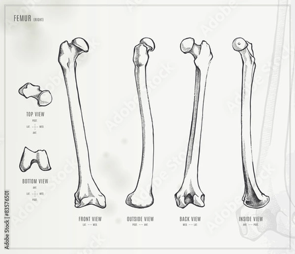 Obraz Femur