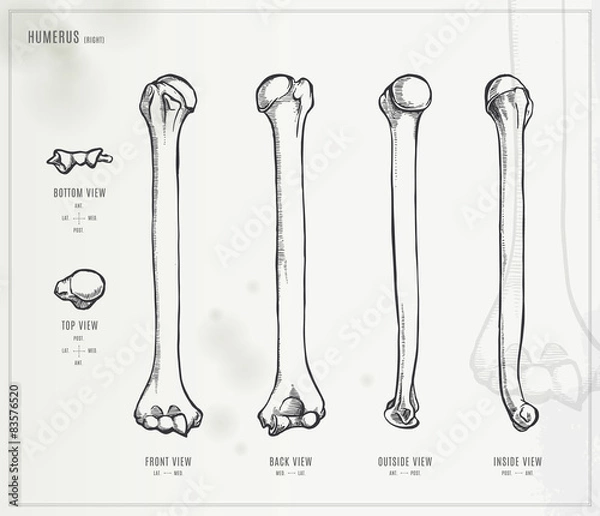 Obraz Humerus