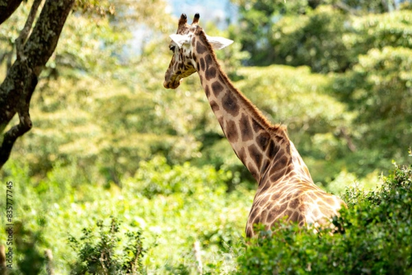 Obraz giraffe in a forest 