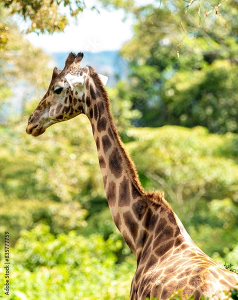 Obraz giraffe in a forest 