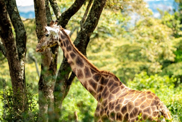 Obraz giraffe in a forest 