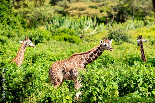 Obraz giraffe in a forest 