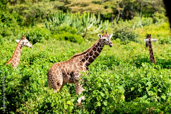 Obraz giraffe in a forest 