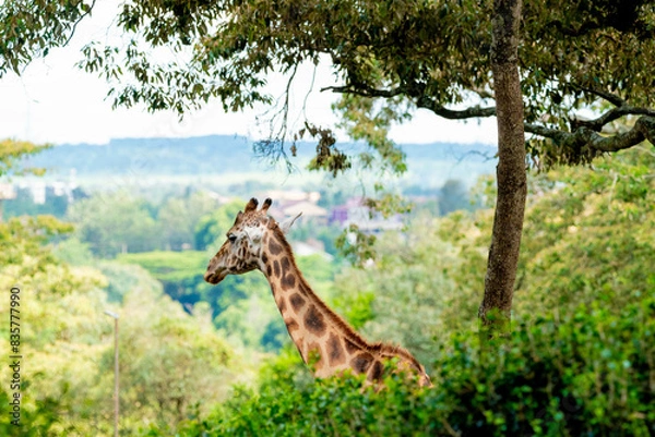 Obraz giraffe in a forest 