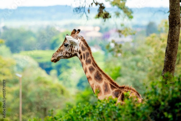 Obraz giraffe in a forest 