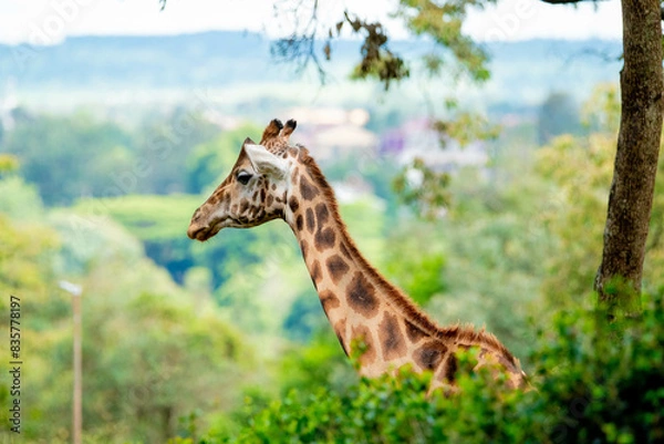 Obraz giraffe in a forest 