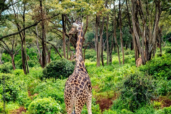 Obraz long tall giraffe