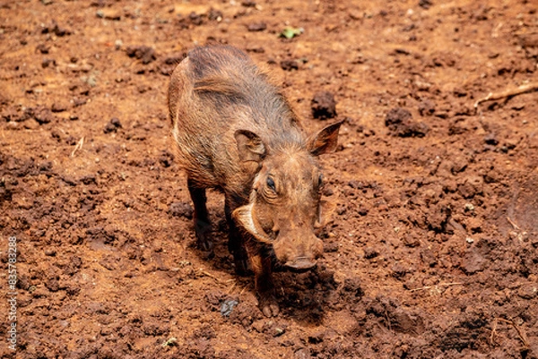 Obraz warthog on the ground
