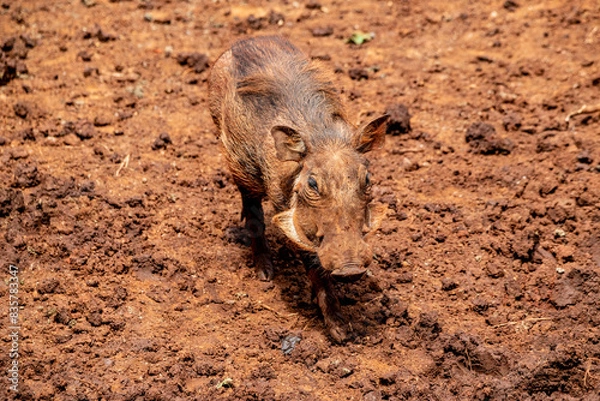 Obraz warthog on the ground
