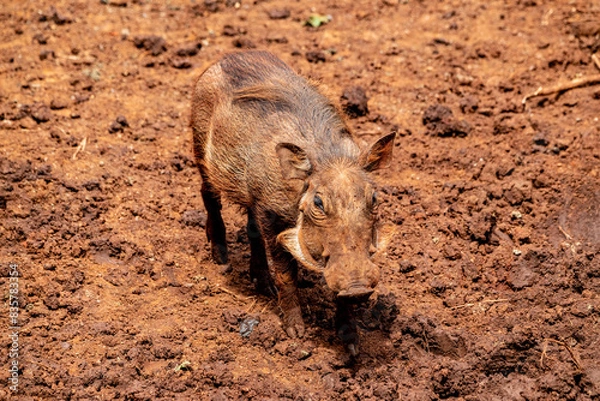 Obraz warthog on the ground