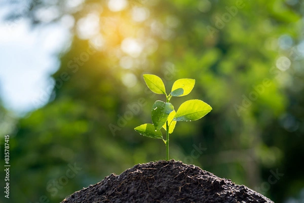 Fototapeta Seedling are growing in the soil with backdrop of the sunlight. 