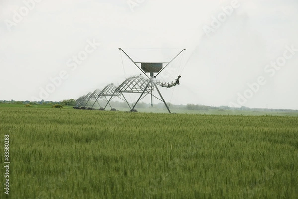 Fototapeta Sprinkler system crops