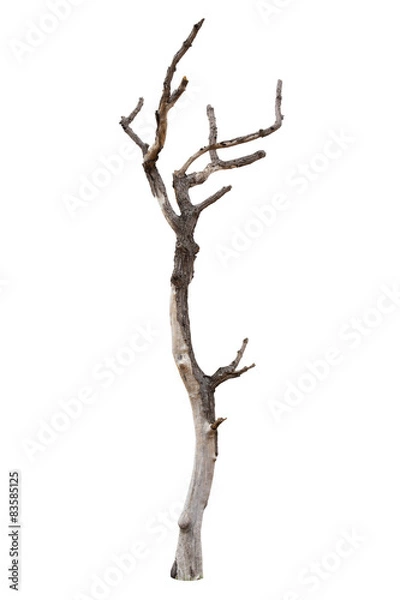 Obraz Dead tree isolated on white background