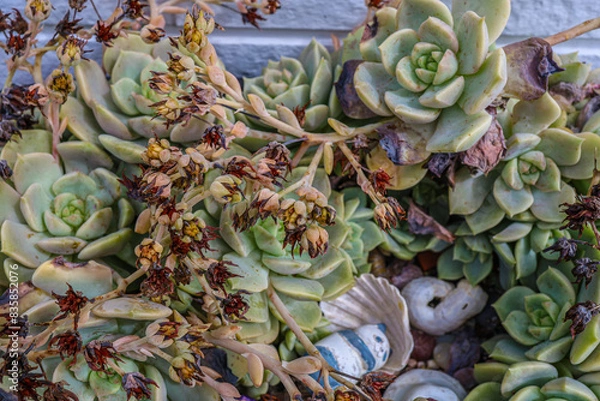 Fototapeta 多肉植物の花