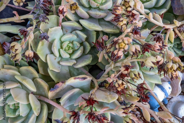 Fototapeta 多肉植物の花