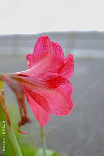 Obraz アマリリスの花びら