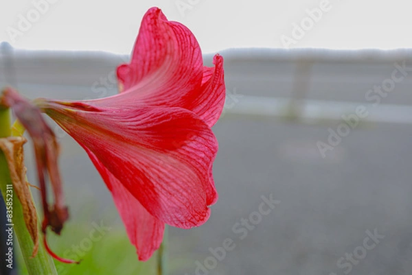 Fototapeta アマリリスの花びら